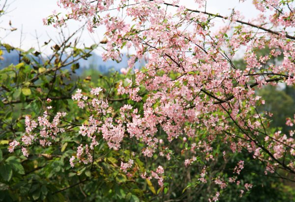 春享峨眉，樂游其中，且玩且珍惜