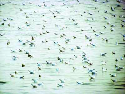 網友拍下壯觀一幕 萬千候鳥 "組團" 游長江(圖)