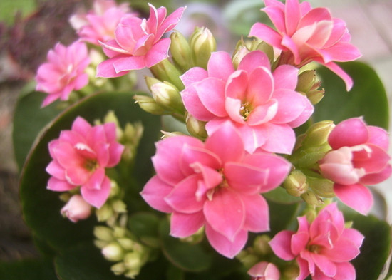 碧沙崗公園 海棠花 碧沙崗公園 海棠花