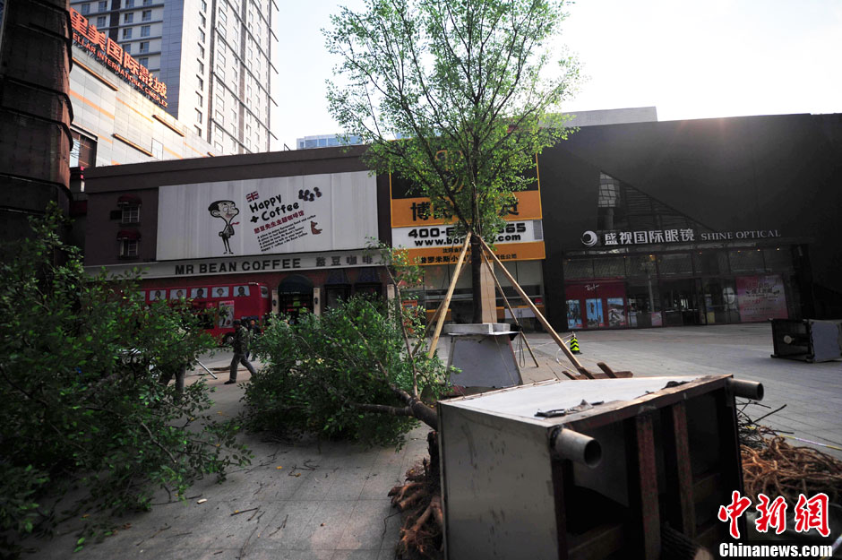 我和我的小伙伴們都驚呆了！沈陽真樹"種"上假樹葉