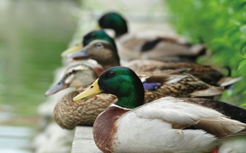 冬游臺灣 關渡賞鳥趣樂繽紛 冬游臺灣 關渡賞鳥趣樂繽紛