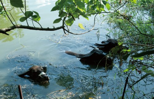 關渡賞鳥趣樂繽紛 關渡賞鳥趣樂繽紛