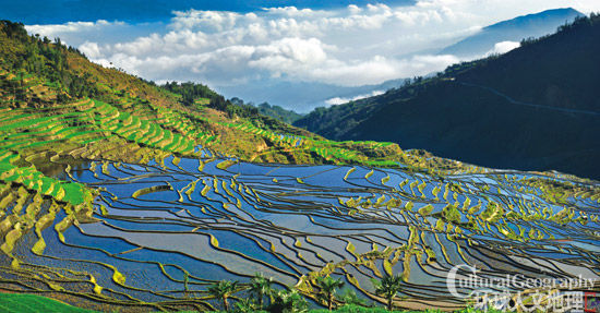 他們是哈尼族的一個支系 他們是哈尼族的一個支系