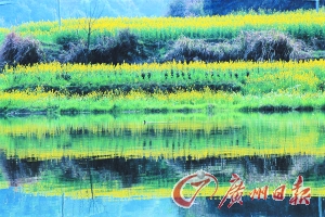 　　江嶺梯田落差不大,但有花有水。