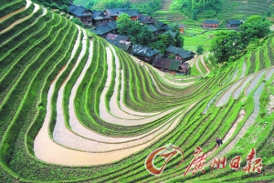 　　龍勝梯田錯(cuò)落有致。