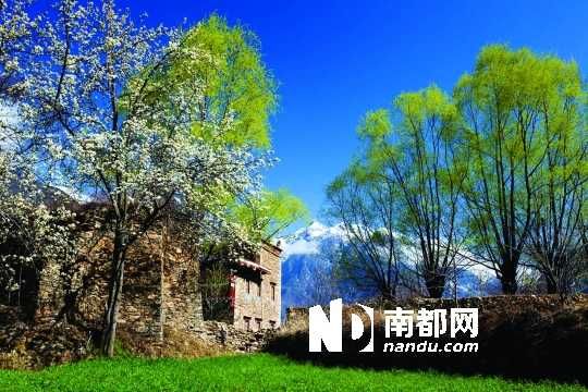 　　三月里,川西北的梨花盛放,寨子、碉樓、梨花……構(gòu)成最美的丹巴風(fēng)光。