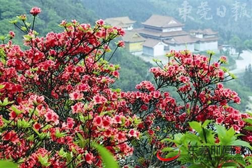 聆聽(tīng)捕蛇者的故事 聆聽(tīng)捕蛇者的故事