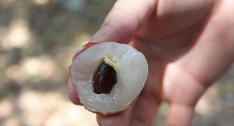 　　這就是傳說中的瓤肉瑩白如冰雪,漿液甘酸如醴酪。大家一下就摘了半筐。