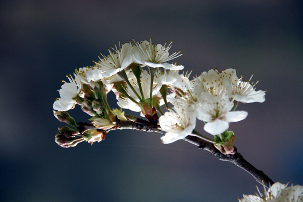 京郊密云去賞春 櫻桃花開(kāi)迎春笑
