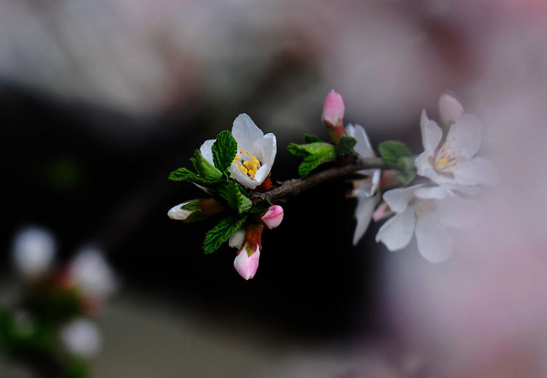 京郊密云去賞春 櫻桃花開(kāi)迎春笑