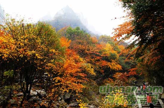 深秋去堯山賞紅葉、泡溫泉、拜大佛