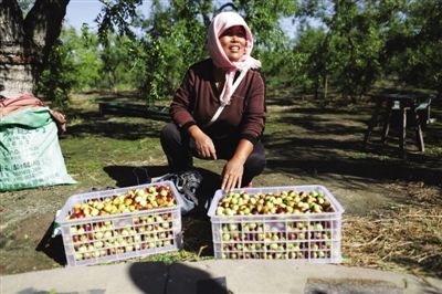 黃驊冬棗與梭子蟹齊名，但很多外地人并不知道它的好。