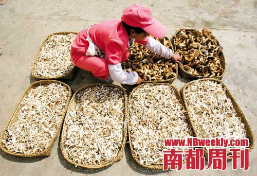 云南山林里松茸肥嫩喜人 云南山林里松茸肥嫩喜人