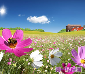 十二星座代表什么花？