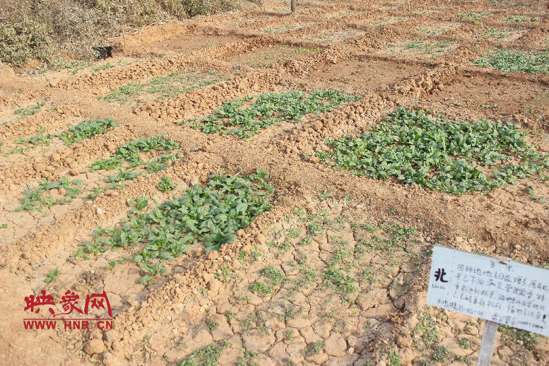 開心農(nóng)場(chǎng)哦，你可以再這兒包地，無毒無公害綠色產(chǎn)品