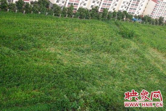 據(jù)映象網(wǎng)網(wǎng)友趙冠召反映，8月7日下午鄭州高新技術(shù)開(kāi)發(fā)區(qū)突降暴雨冰雹，致使附近農(nóng)田近三分之一玉米倒伏