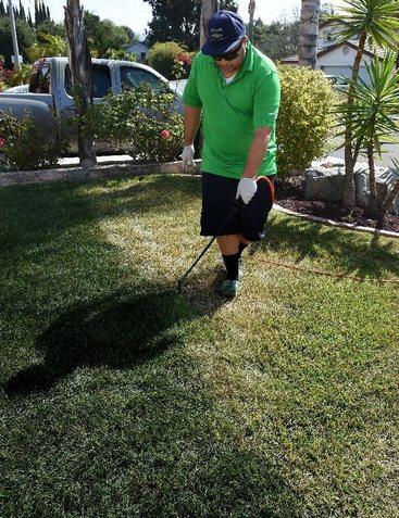加州一市民正在為草地翻新“整容”。