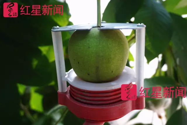 文玩核桃遇冷由幾萬一對降到5元沒人要？商戶否認