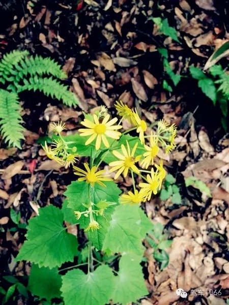不僅有樹，還有美麗的小花花！