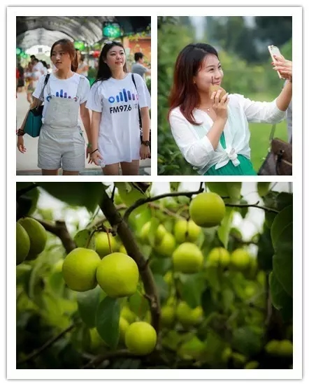 美女與香梨，你更愛哪一個？！