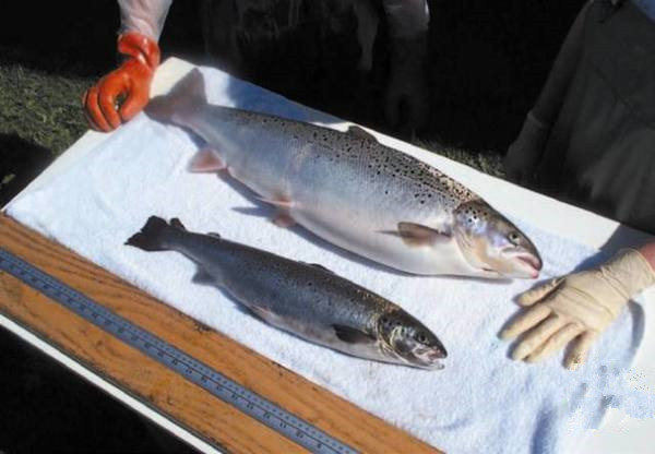 美國(guó)為何要率先吃轉(zhuǎn)基因動(dòng)物？