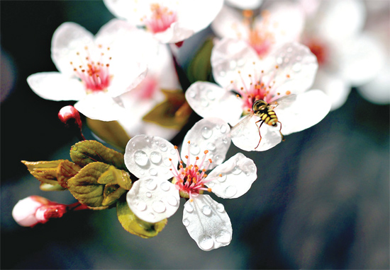 山杏報(bào)春，蜜蜂出動(dòng)