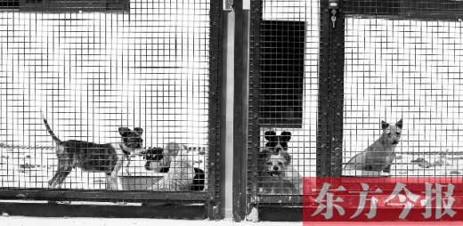 被主人遺棄的小狗暫時寄居在鄭州市犬只收容中心內(nèi)，如果沒有人來認領(lǐng)，他們將被處以安樂死