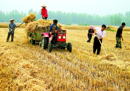 6月1日，舞鋼市礦建街道張我莊村幫扶隊(duì)員在幫村民收秸稈。