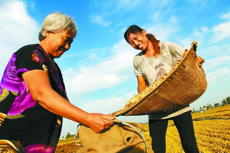 8月24日，內(nèi)黃縣城關(guān)鎮(zhèn)農(nóng)民在收獲早熟花生。