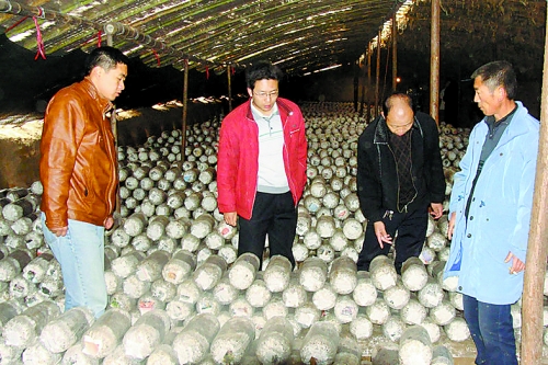 張泉鑫（左二）指導(dǎo)食用菌種植戶解決技術(shù)難題。