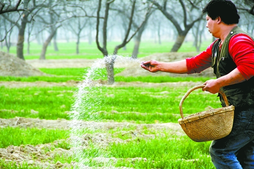 3月18日，內(nèi)黃縣城關(guān)鎮(zhèn)農(nóng)民在給小麥?zhǔn)┓?。眼下正是冬小麥返青的關(guān)鍵時期，內(nèi)黃縣廣大農(nóng)民積極開展以澆水