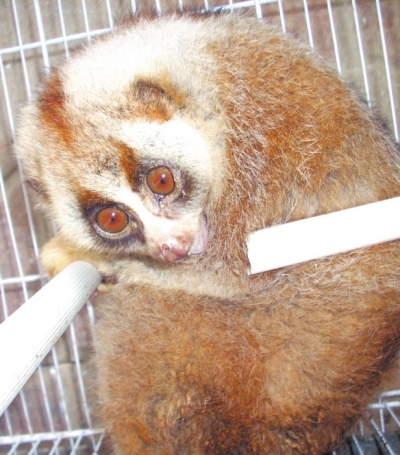 小區(qū)里“遛來”國家一級(jí)保護(hù)動(dòng)物