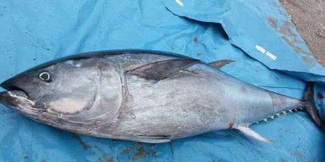 大學(xué)生撿到巨型藍(lán)鰭金槍魚 大學(xué)生撿到巨型藍(lán)鰭金槍魚