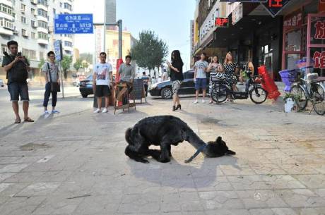 女子網(wǎng)購羊駝被當(dāng)狗 女子網(wǎng)購羊駝被當(dāng)狗