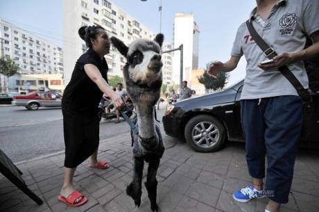 女子網(wǎng)購羊駝被當(dāng)狗 女子網(wǎng)購羊駝被當(dāng)狗