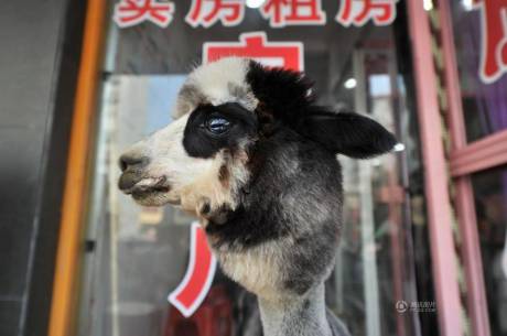 女子網(wǎng)購羊駝被當(dāng)狗 女子網(wǎng)購羊駝被當(dāng)狗