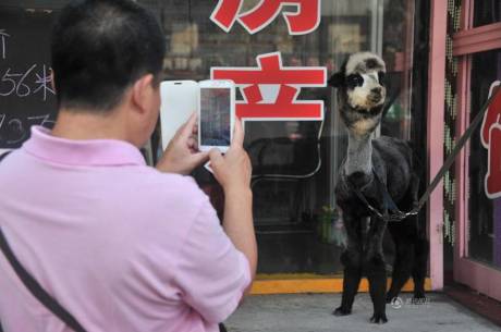 女子網(wǎng)購羊駝被當(dāng)狗 女子網(wǎng)購羊駝被當(dāng)狗