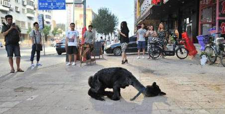 女子網(wǎng)購羊駝被當(dāng)狗 女子網(wǎng)購羊駝被當(dāng)狗