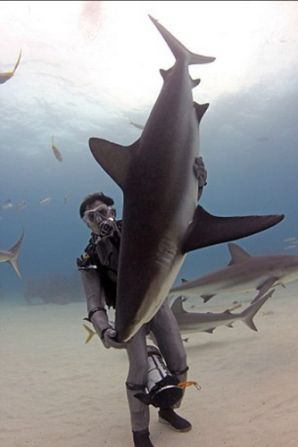 潛水員水下愛撫巨鯊將其催眠 潛水員水下愛撫巨鯊將其催眠