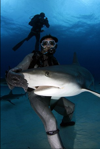 潛水員水下愛撫巨鯊將其催眠 潛水員水下愛撫巨鯊將其催眠