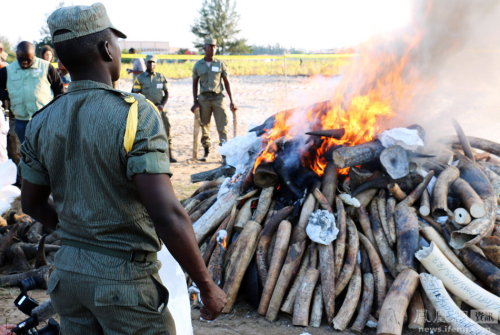 需要燒24小時才能燒完的象牙 需要燒24小時才能燒完的象牙