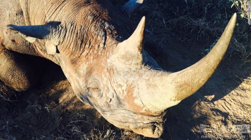 需要燒24小時才能燒完的象牙 需要燒24小時才能燒完的象牙