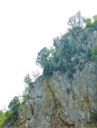 南太行山崖長(zhǎng)的只是側(cè)柏,不是崖柏。