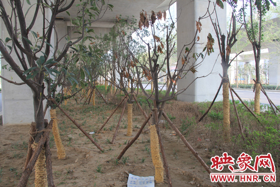 北三環(huán)經(jīng)三路橋下種的樹木有的葉子已經(jīng)干枯。