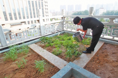 鄭州某酒店在樓頂打造的菜園子，服務(wù)員正在澆水。