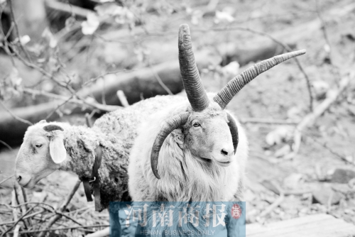 “咩……我的原主人說(shuō)，他養(yǎng)了一輩子羊，也沒(méi)見(jiàn)過(guò)我這種情況”