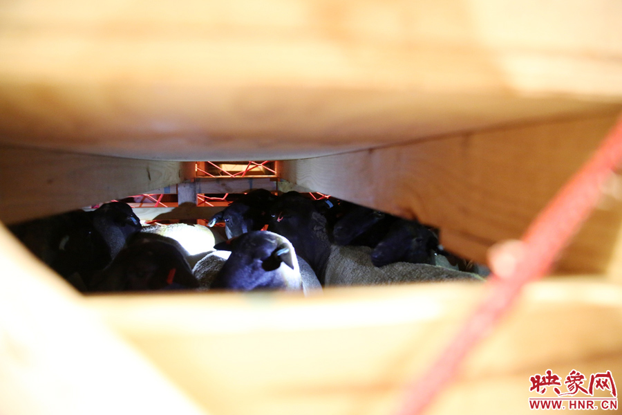 千只澳大利亞種羊“打飛的”落戶(hù)河南 創(chuàng)國(guó)內(nèi)多個(gè)第一