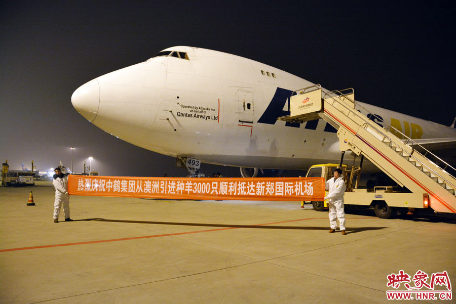 千只澳大利亞種羊“打飛的”落戶(hù)河南 創(chuàng)國(guó)內(nèi)多個(gè)第一