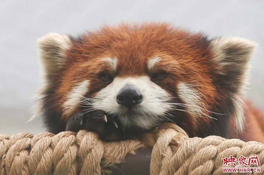 小熊貓?jiān)谑澜绺鲃?dòng)物園中是相當(dāng)受歡迎的動(dòng)物。