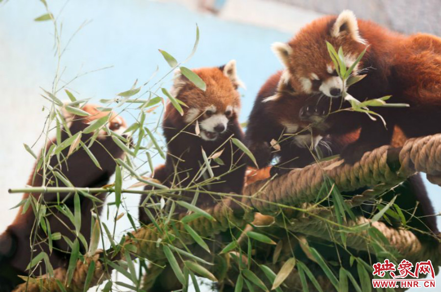 18只小熊貓正在進(jìn)食。